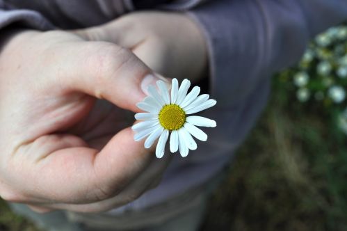 flower-1041044_1280.jpg